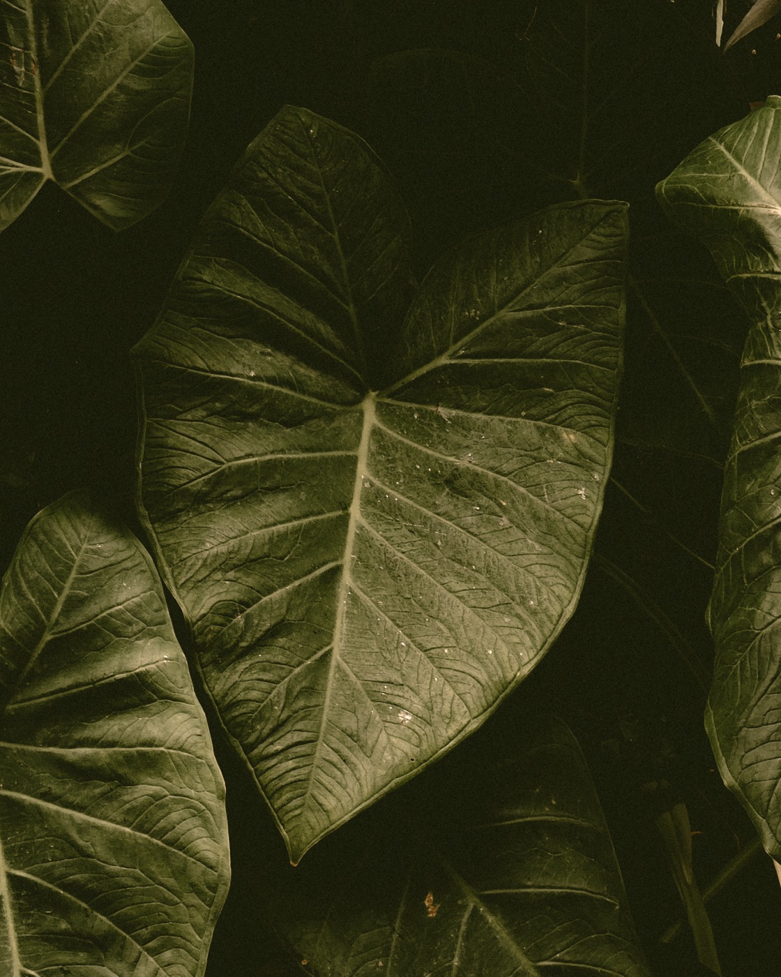 Raised by Volcanoes — cinematic portrait photography